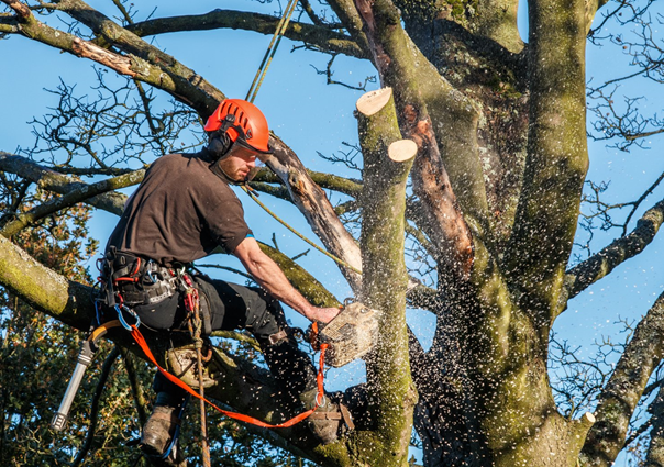 The Most Reliable Hedge and Tree Surgeon in Bognor Regis, West Sussex