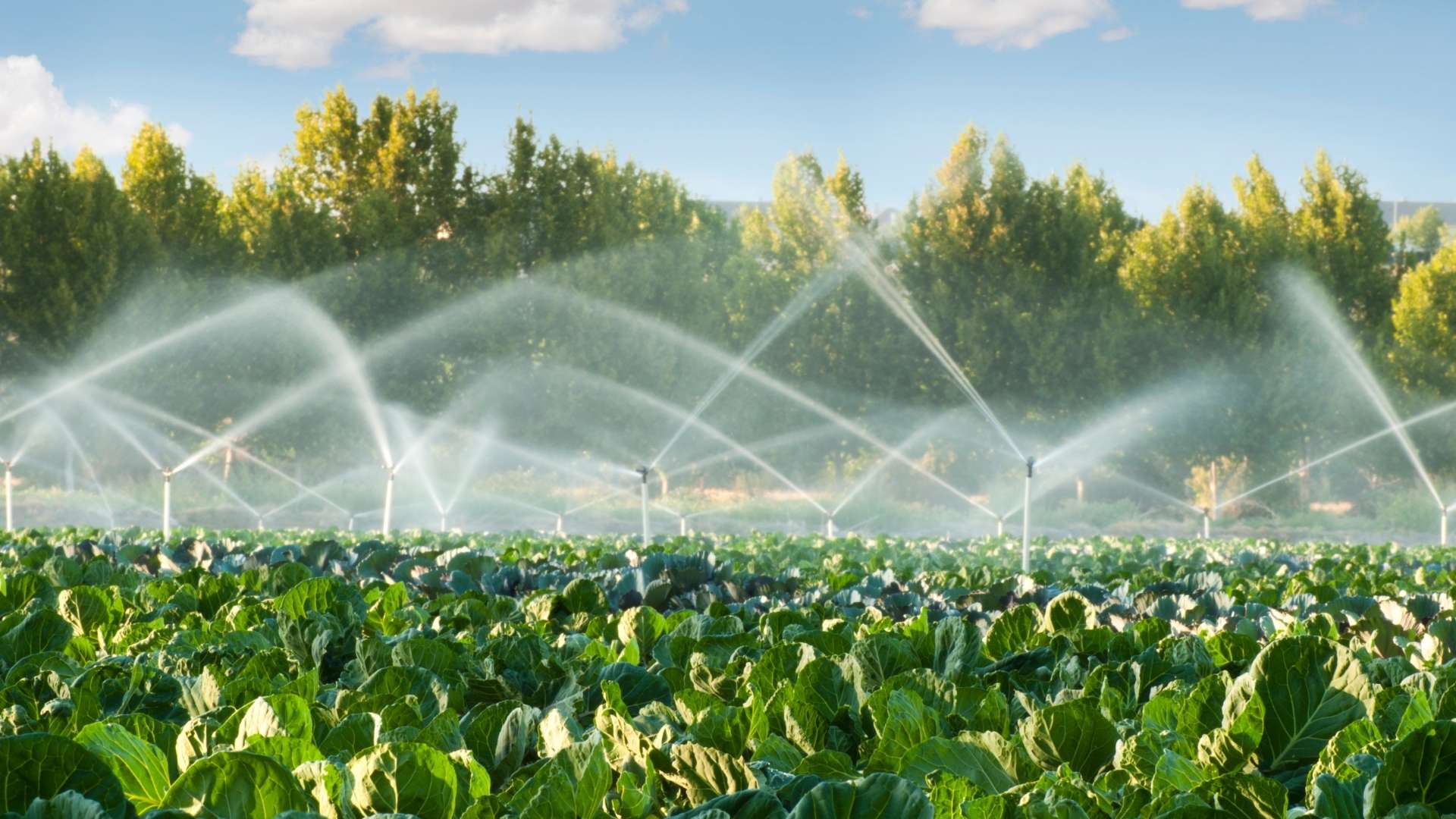 Irrigation Methods: What You Should Know